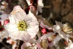 梅林の花