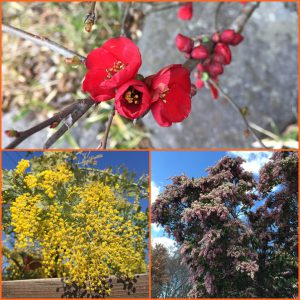 早春の花ばな