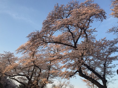 桜は満開