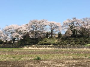 満開の桜の芸術研究所